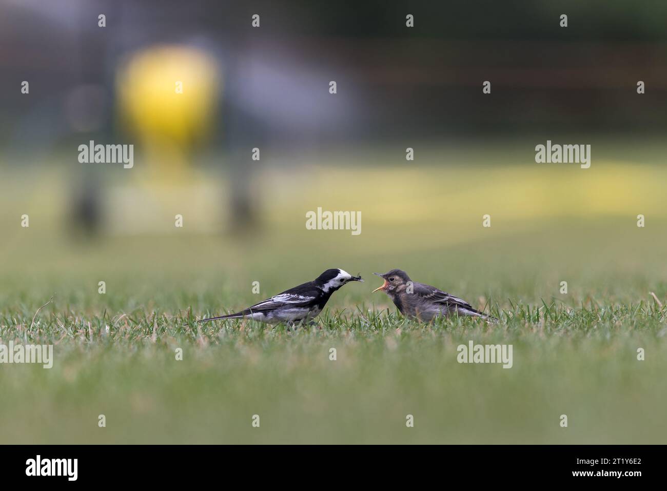Pied Wagtail [ Motacilla alba ] on lawn with insect in its beak / bill feeding juvenile bird Stock Photo