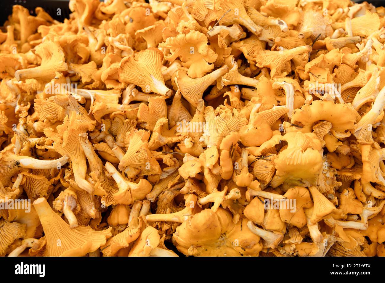 Mushroom Background. Chanterelles mushrooms just picked in the forest