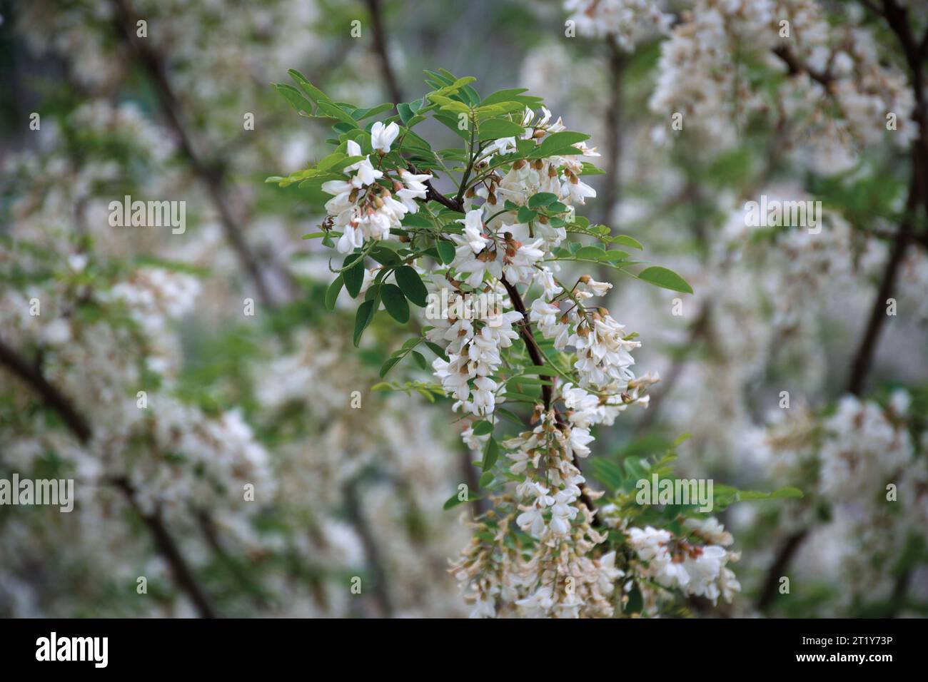 White acacia clusters. Acacia blossoms in the month of May. Stock Photo