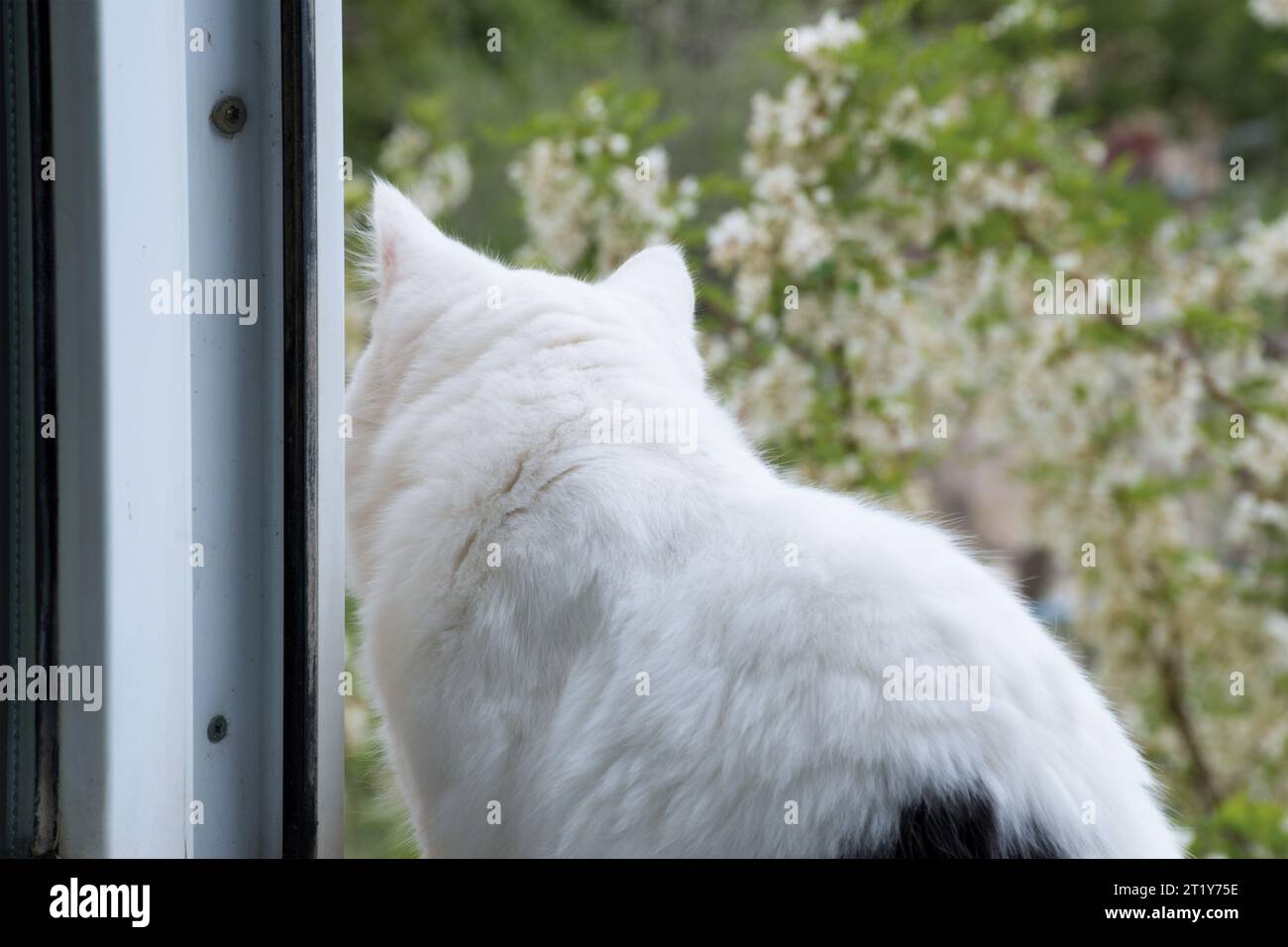 White-black cat sits near an open window on the windowsill. Stock Photo