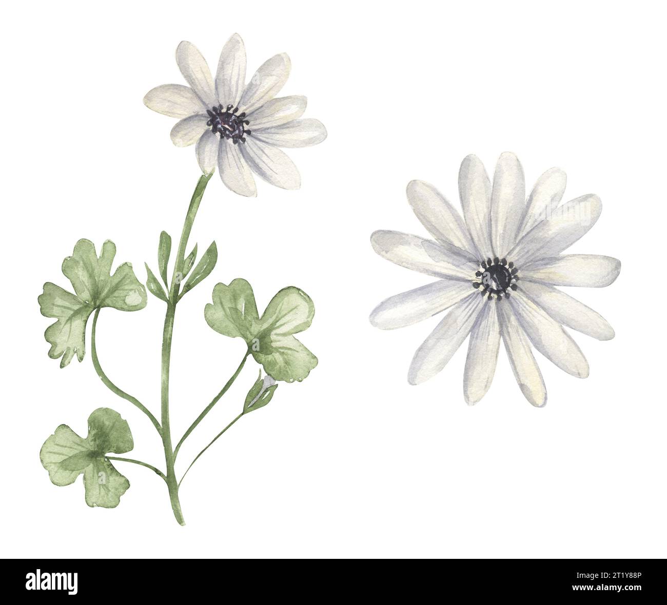 Watercolor Wildflowers illustration, anemone meadow florals clipart set, field flowers print Stock Photo