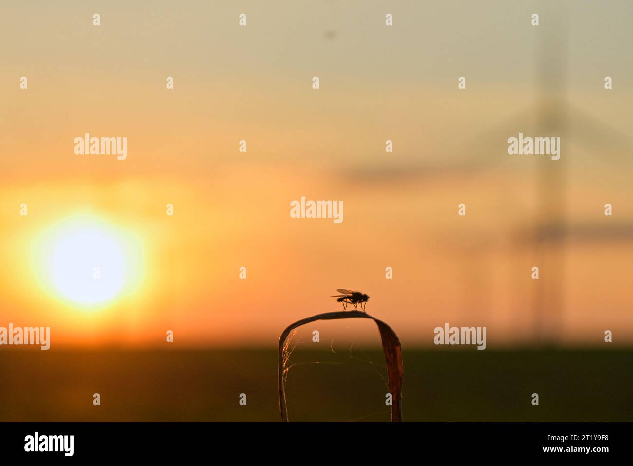 A fly in the sunset. Sometimes it's the little things that need to be taken into account. Stock Photo
