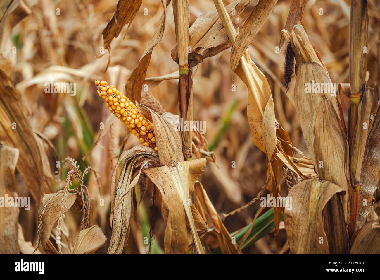 Corn disease. Undeveloped corn on the cob in field. Selective focus. Stock Photo