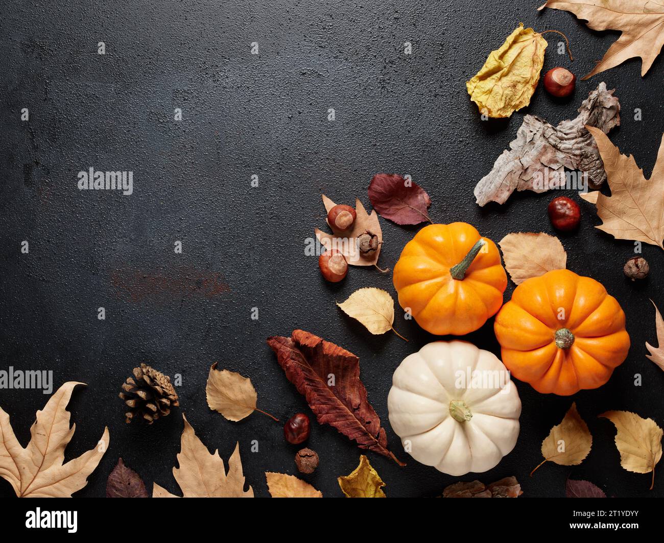 Autumn pumpkins and autumn leaves on black background with copy space ...