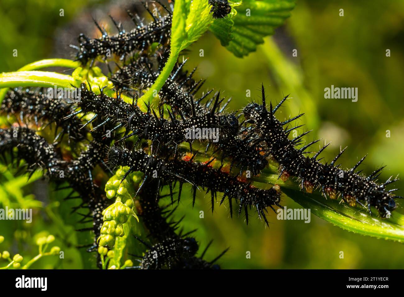 caterpillars of a European peacock butterfly on green leaves they feed ...