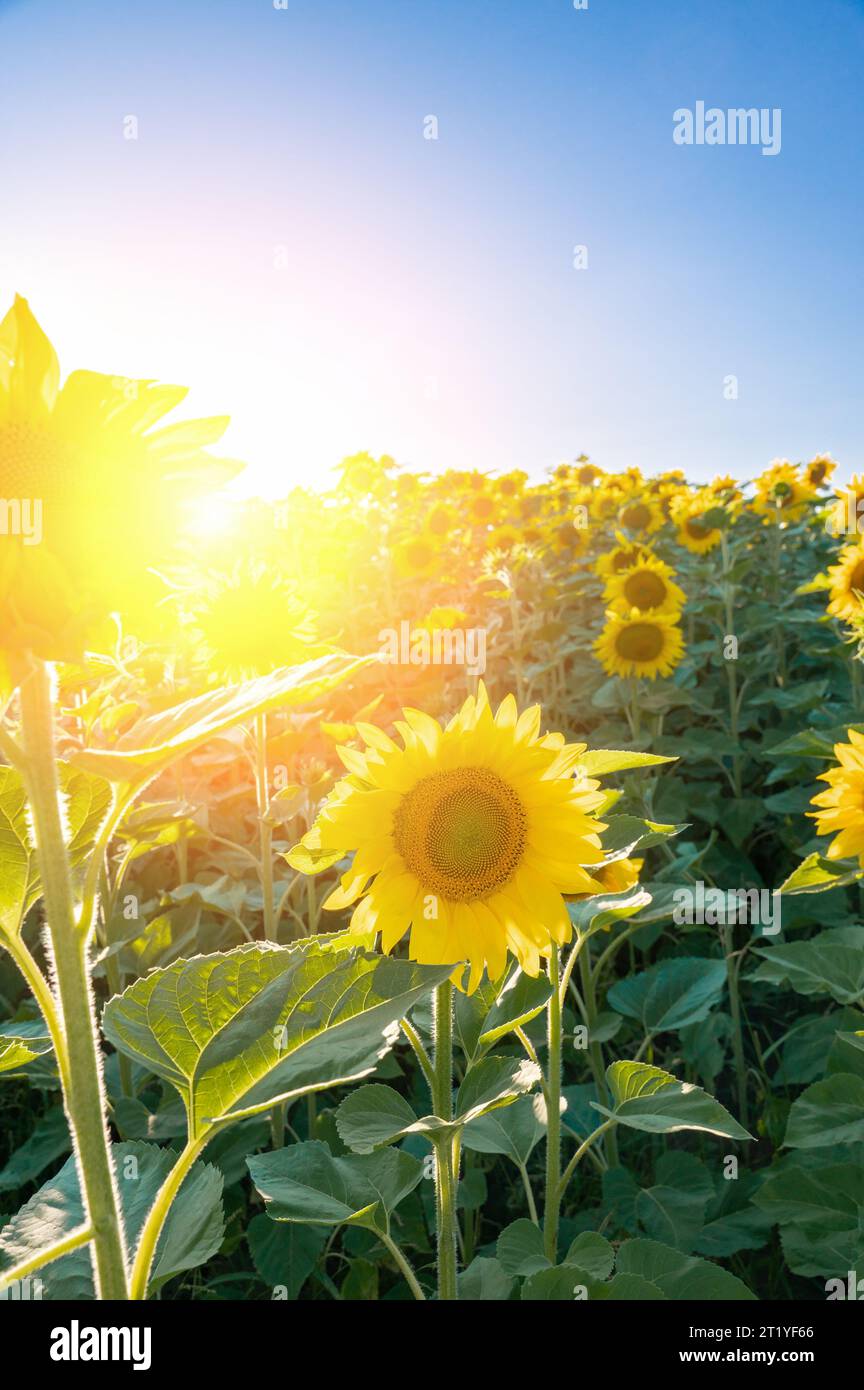Sunflowers grow in a large field. Beautiful panoramic view of a field of sunflowers with a real glare of the sunset in summer. Stock Photo