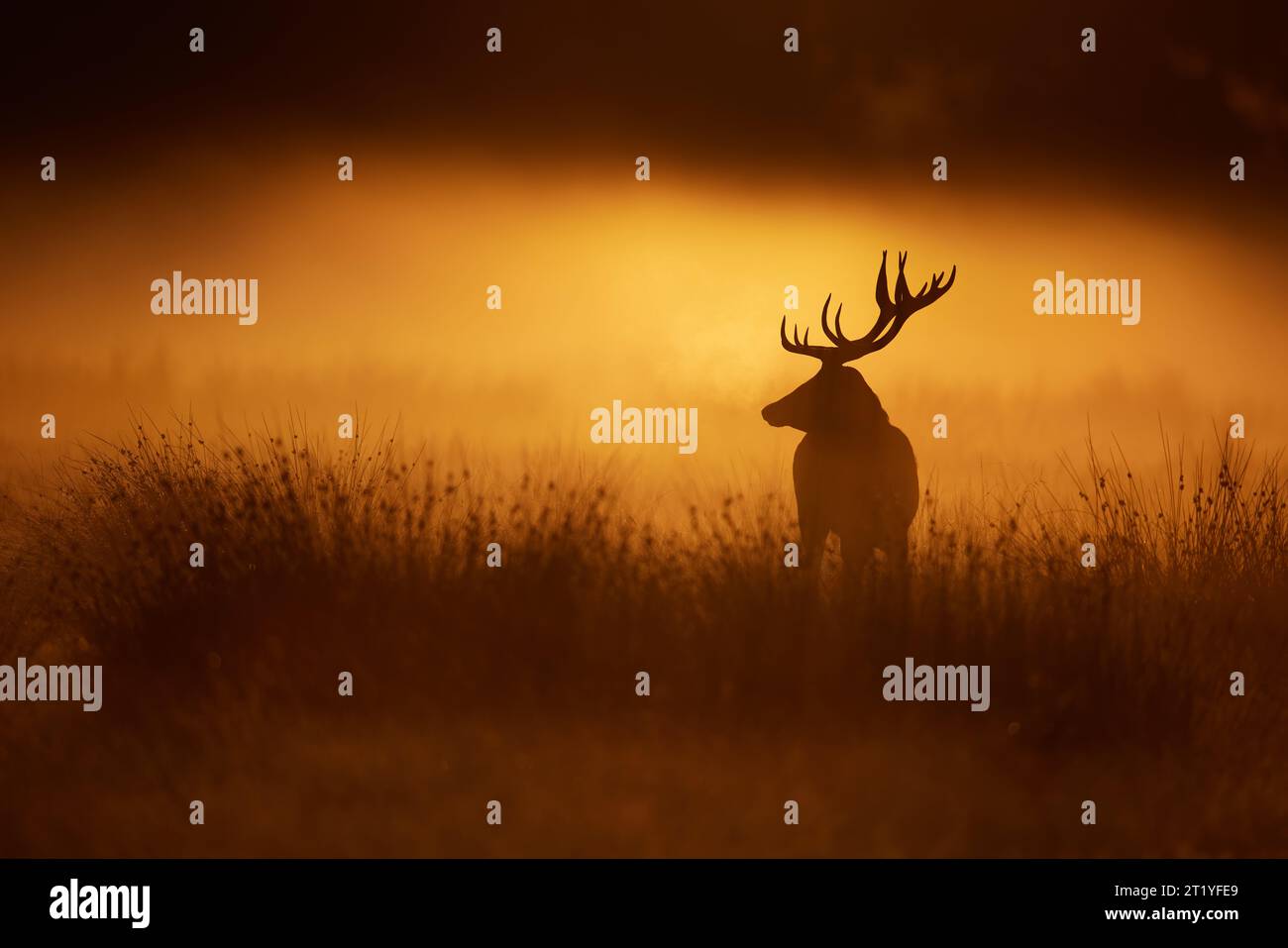 The deer in the morning golden glow A red deer stag at sunrise, taken ...