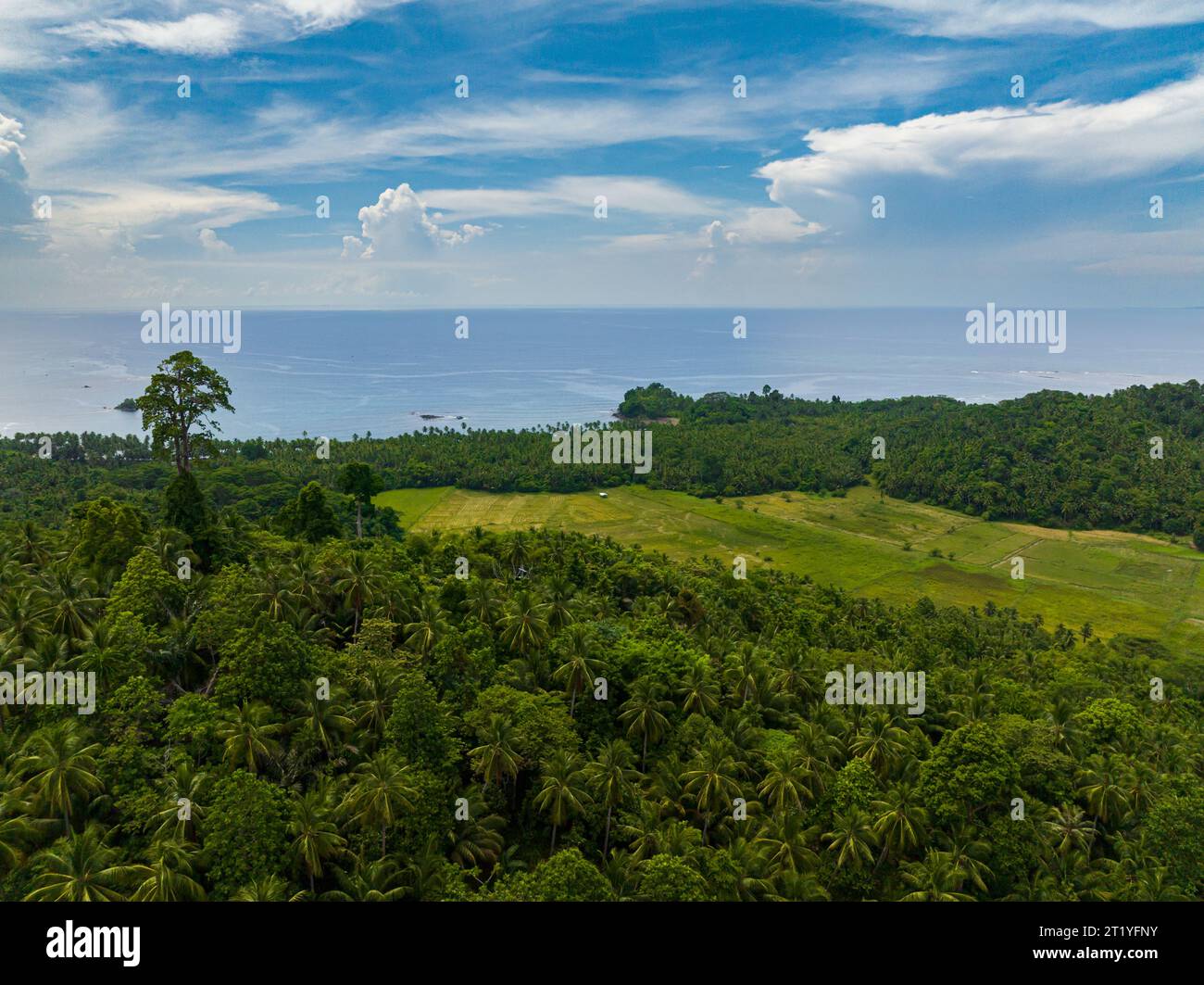 Tropical forest with green plants, blue sky and clouds over the blue ...