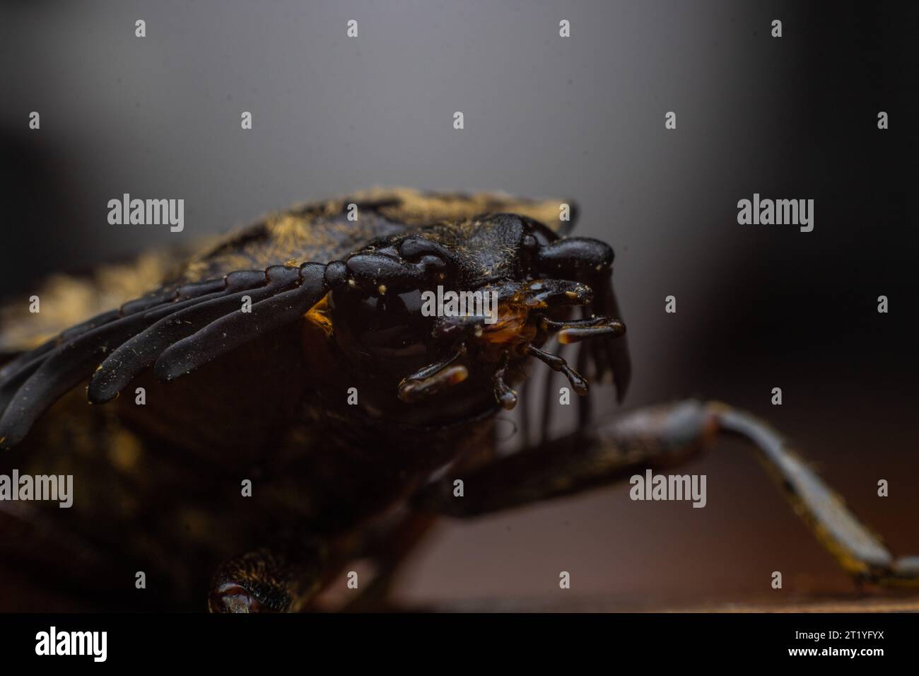 The face of the click beetle of oxynopterus genus taken under macro photography style Stock Photo