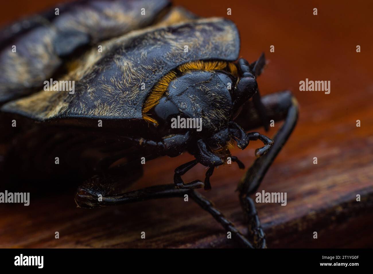 scary face feature of click beetle Stock Photo