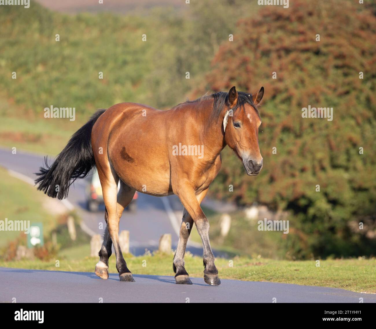 A brown mare, New Forest pony crosses a Road in bright late summer ...