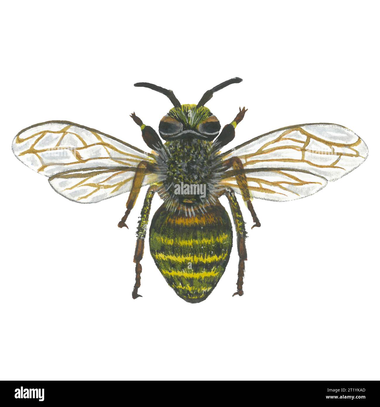 Watercolor illustration of a bee, top view. Isolated on a white background, hand drawn Stock Photo