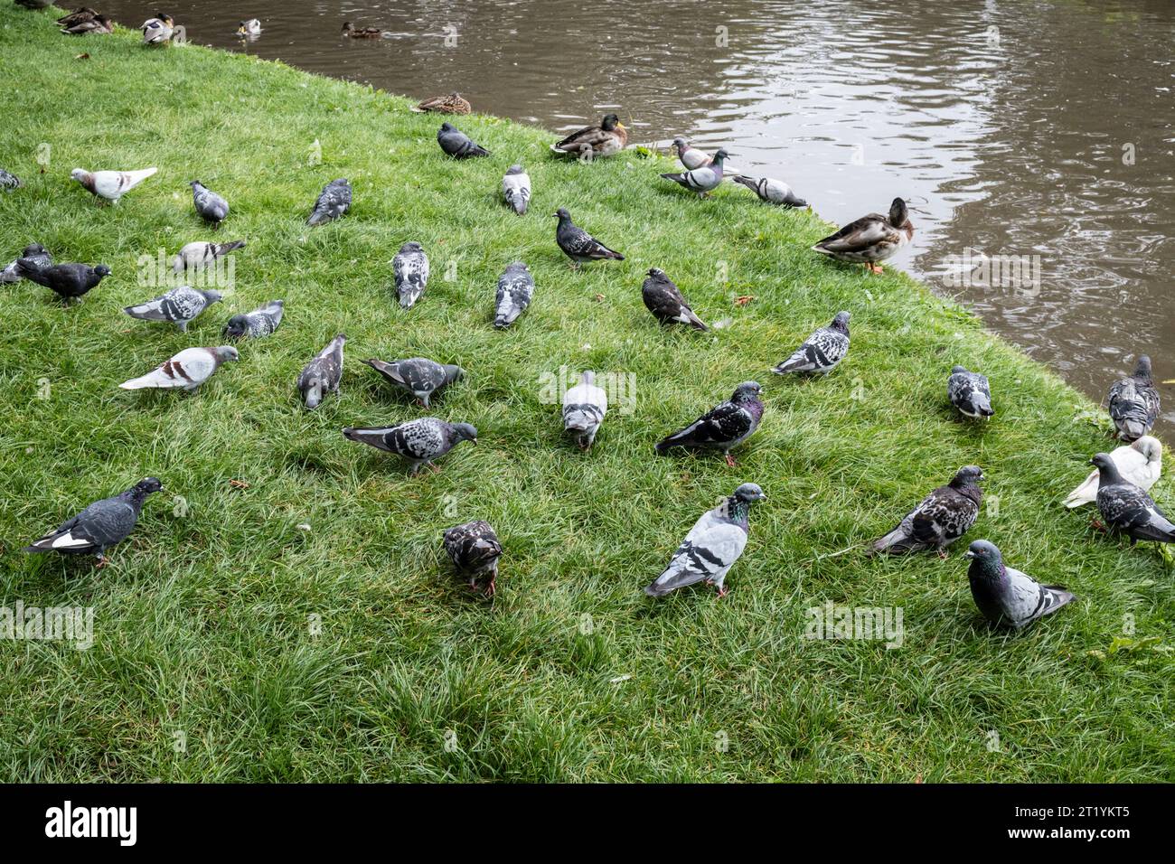 Wild Pigeons Feeding On The Banks Of A Lake In Trenance Gardens In wild-pigeons-feeding-on-the-banks-of-a-lake-in-trenance-gardens-in