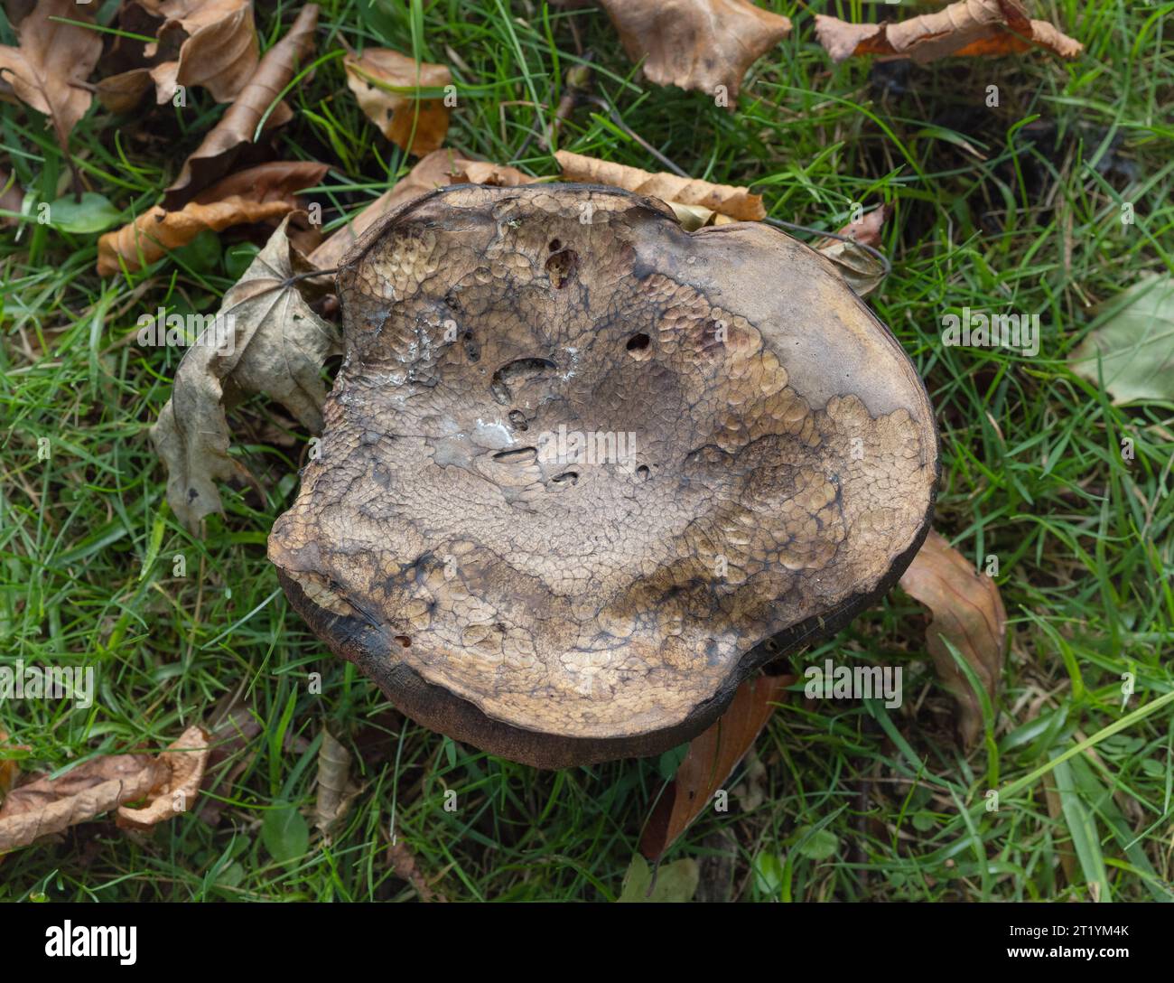Looking down at a large brown, decaying wild mushroom in a woodland area of Dumfries and Galloway, Scotland. Stock Photo