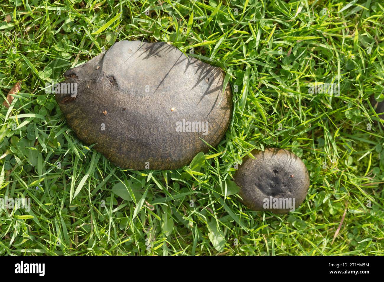 Low growing, dark grey, wild mushroom found in an area of damp woodland in Dumfries and Galloway, Scotland. Stock Photo