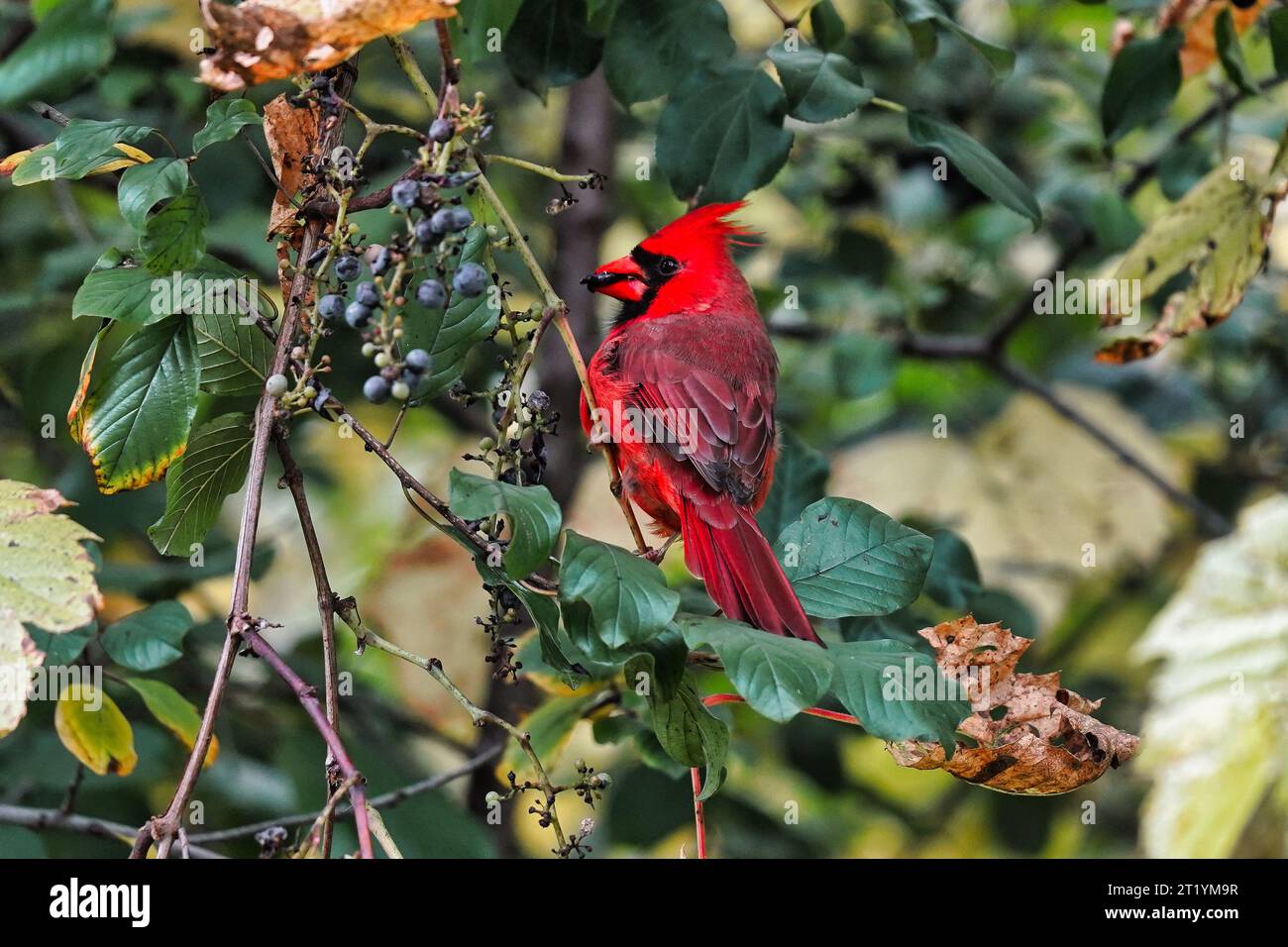 Cardinal feeding on berries in tree. Stock Photo