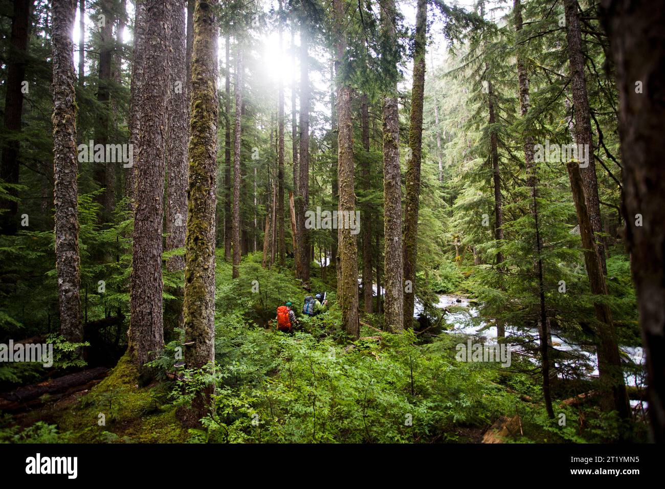 Hikers ascend a trail in a thick, green forest en route to Mt. Redoubt in Washington's North Cascades National Park. Stock Photo