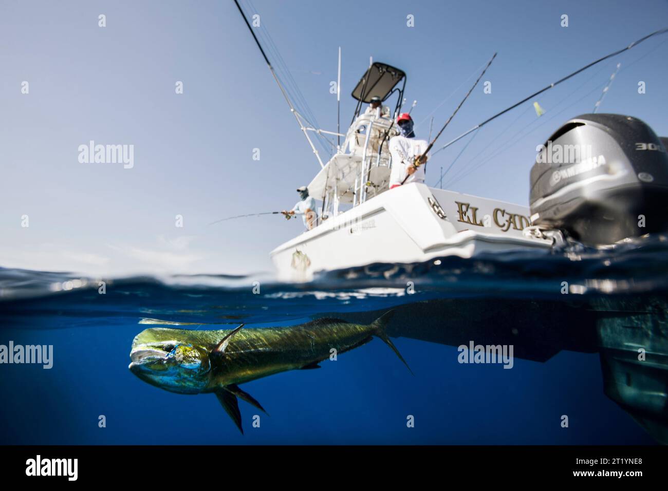 split level underwater view of a fisherman reeling in a dolphin fish. Stock Photo
