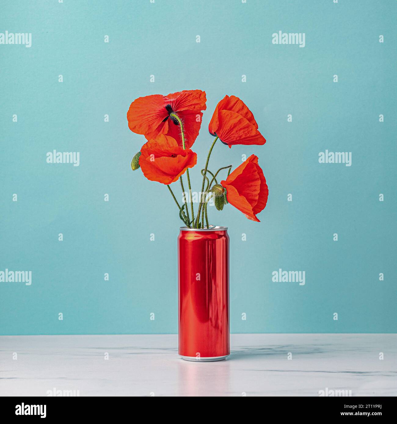 art photography blooming red poppy on red can jar on blue  background Stock Photo