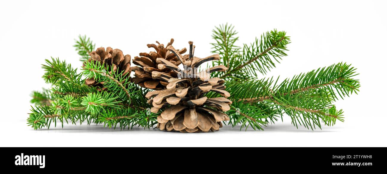 Pine cone with branch isolated on a white background Stock Photo - Alamy