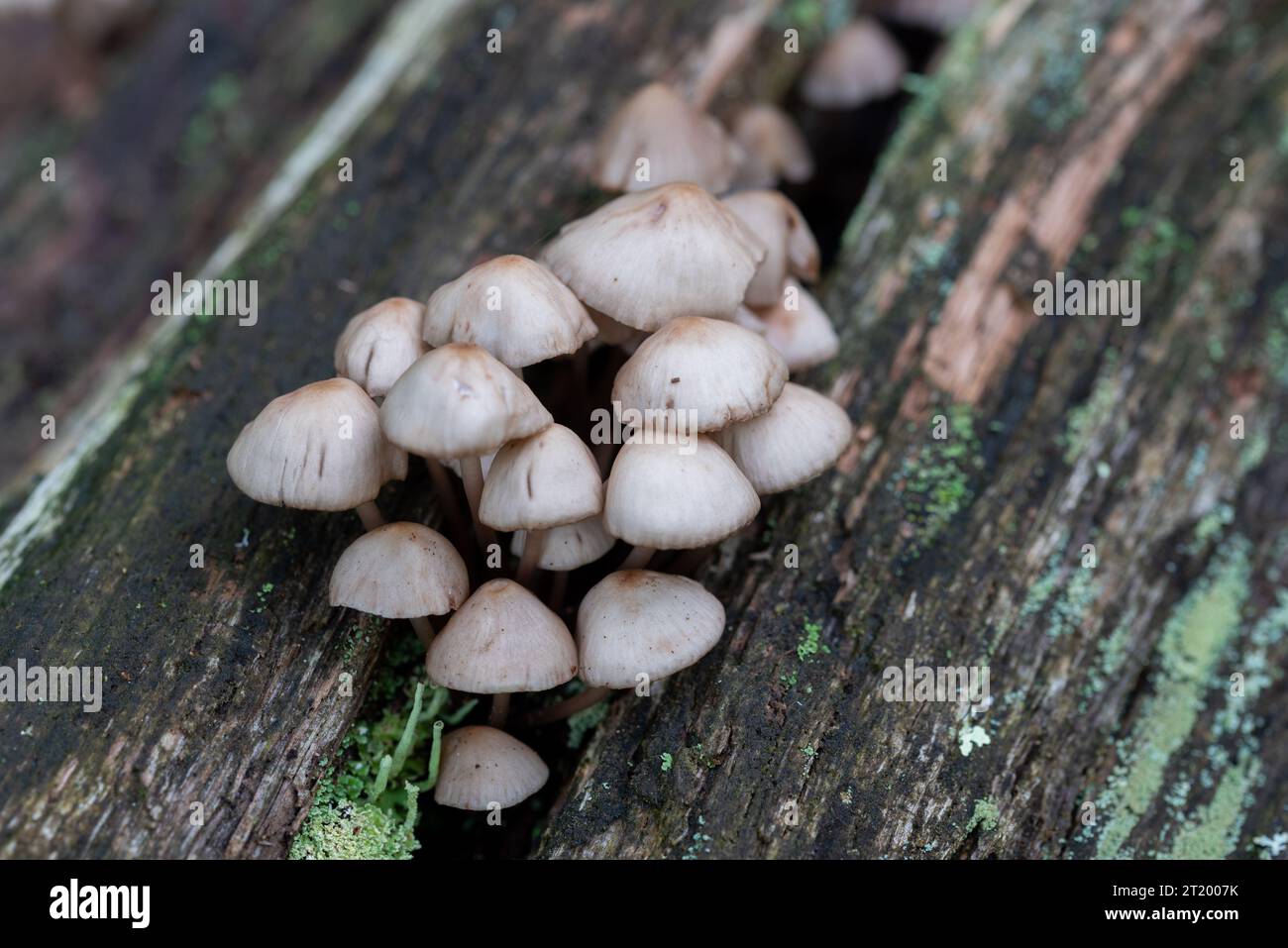 Cluster of Mycena haematopus mushrooms on a moss covered tree Stock Photo