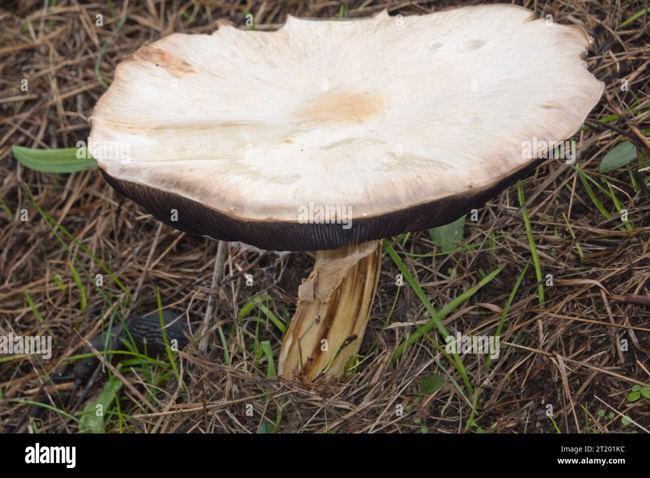 Field mushroom, a large, white, edible mushroom Stock Photo Alamy