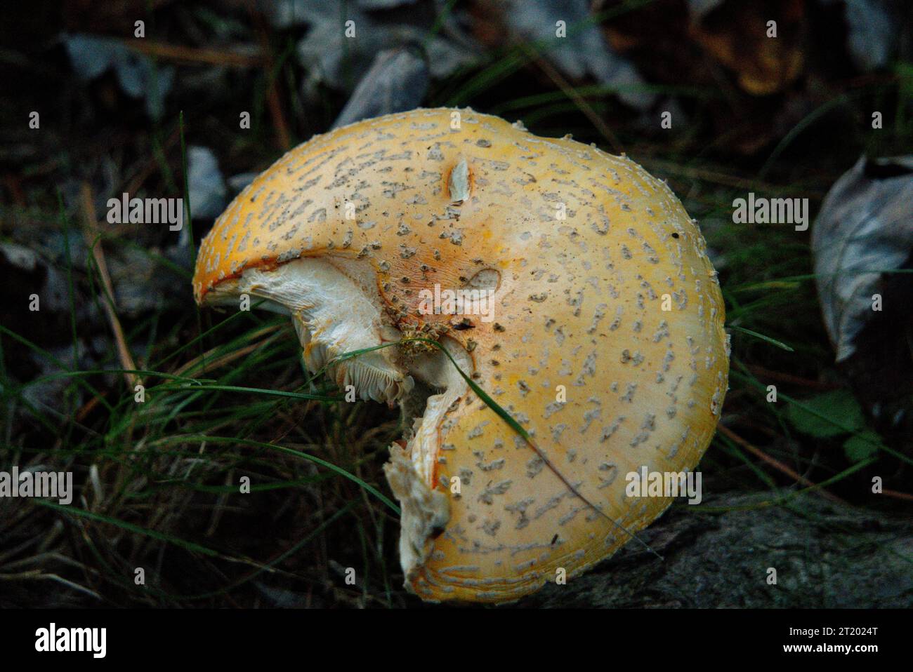 Yellow Patch Mushroom in Pennsylvania Stock Photo