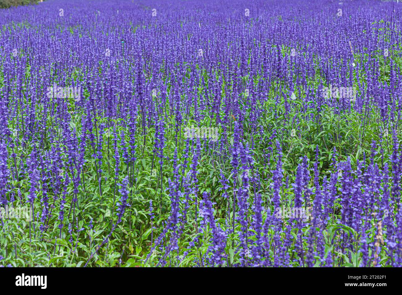 The field of Salvia Farinacea also known as Mealycup blue sage, blooming in sunny day Stock Photo