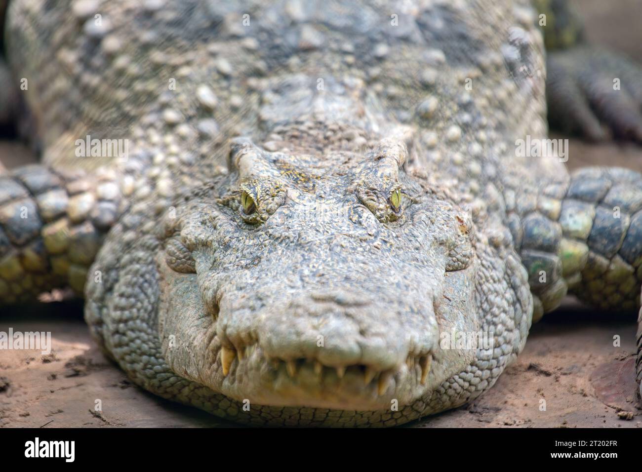 Crocodiles are large, semi-aquatic reptiles found in tropical and subtropical regions around the world. They are known for their long, slender bodies, Stock Photo