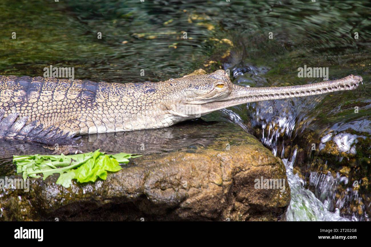 The gharial is a critically endangered crocodilian native to the Indian