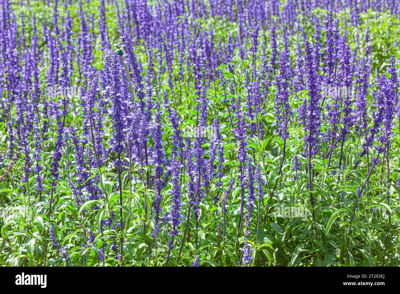 The field of Salvia Farinacea also known as Mealycup blue sage, blooming in sunny day Stock Photo