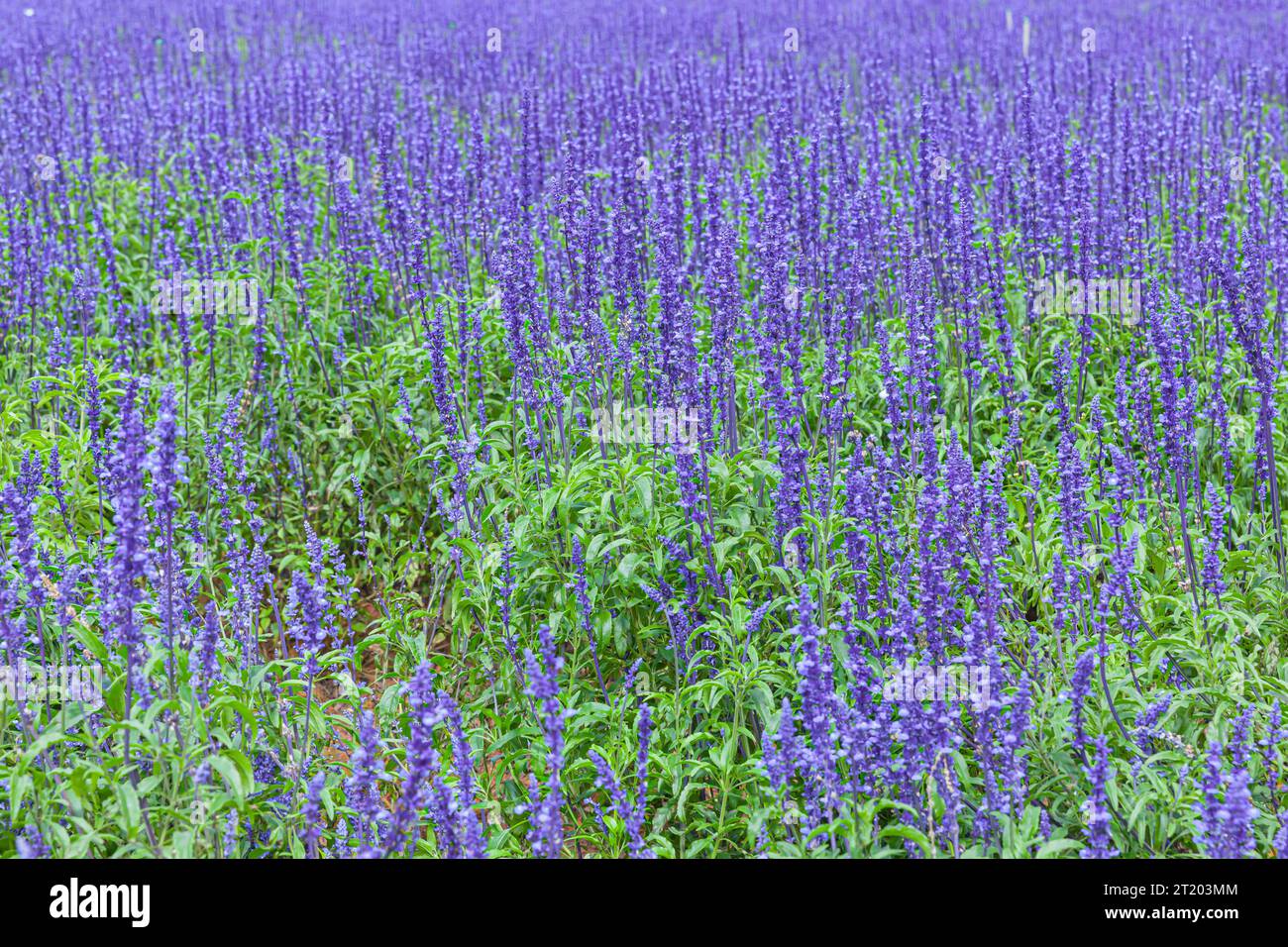 The field of Salvia Farinacea also known as Mealycup blue sage ...