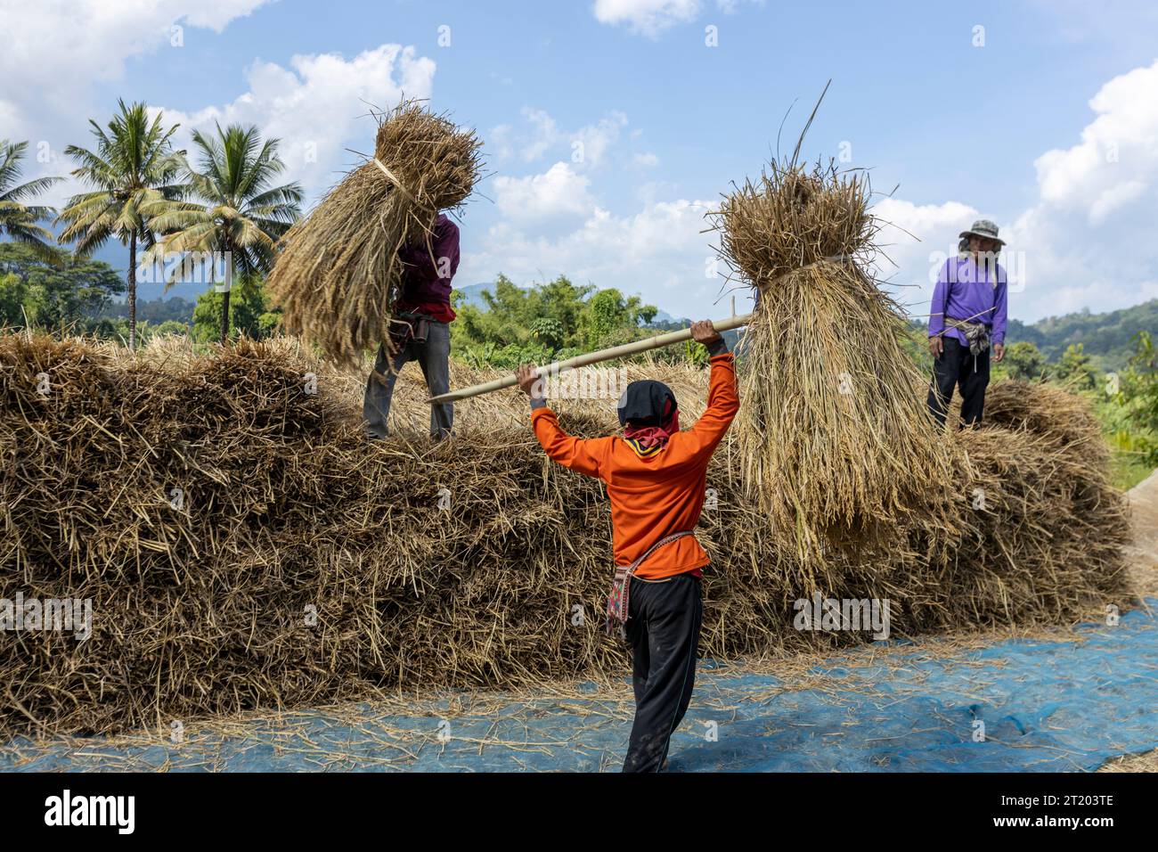 Thailand paddy fields in the province of Mae Hong Son, in the north