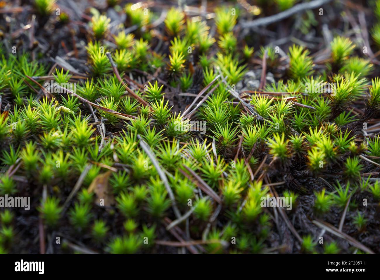 Haircap moss or hair moss (Polytrichum) close up in nature with pine needles Stock Photo