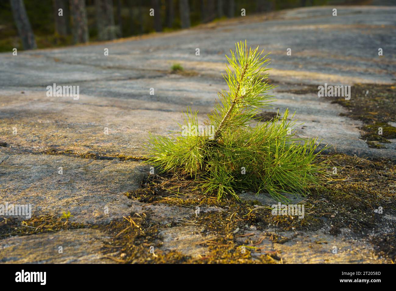 Young pine (Pinus sylvestris) growing on rock in Finland Stock Photo