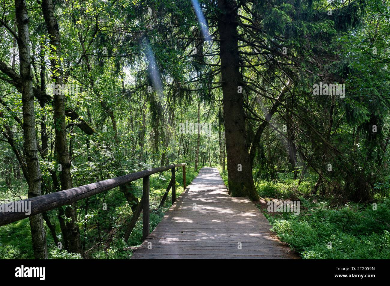 A lbig  tree and  Carpathian birch  ( Betula carpatica )  forest with wooden footbridge in the red moor in the high Rhön, Hesse, Germany Stock Photo