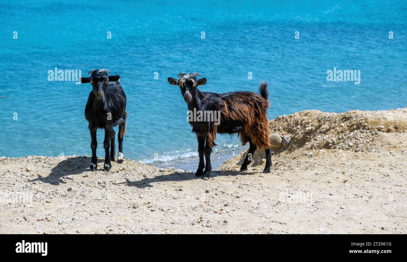 Goat at beach. Two male horned animal, black and black brown color standing on soil ground over blue calm sea background. Summer sunny day. Stock Photo