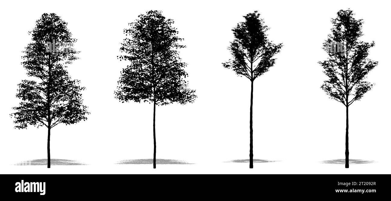 Set or collection of European Aspen trees as a black silhouette on white background. Concept or