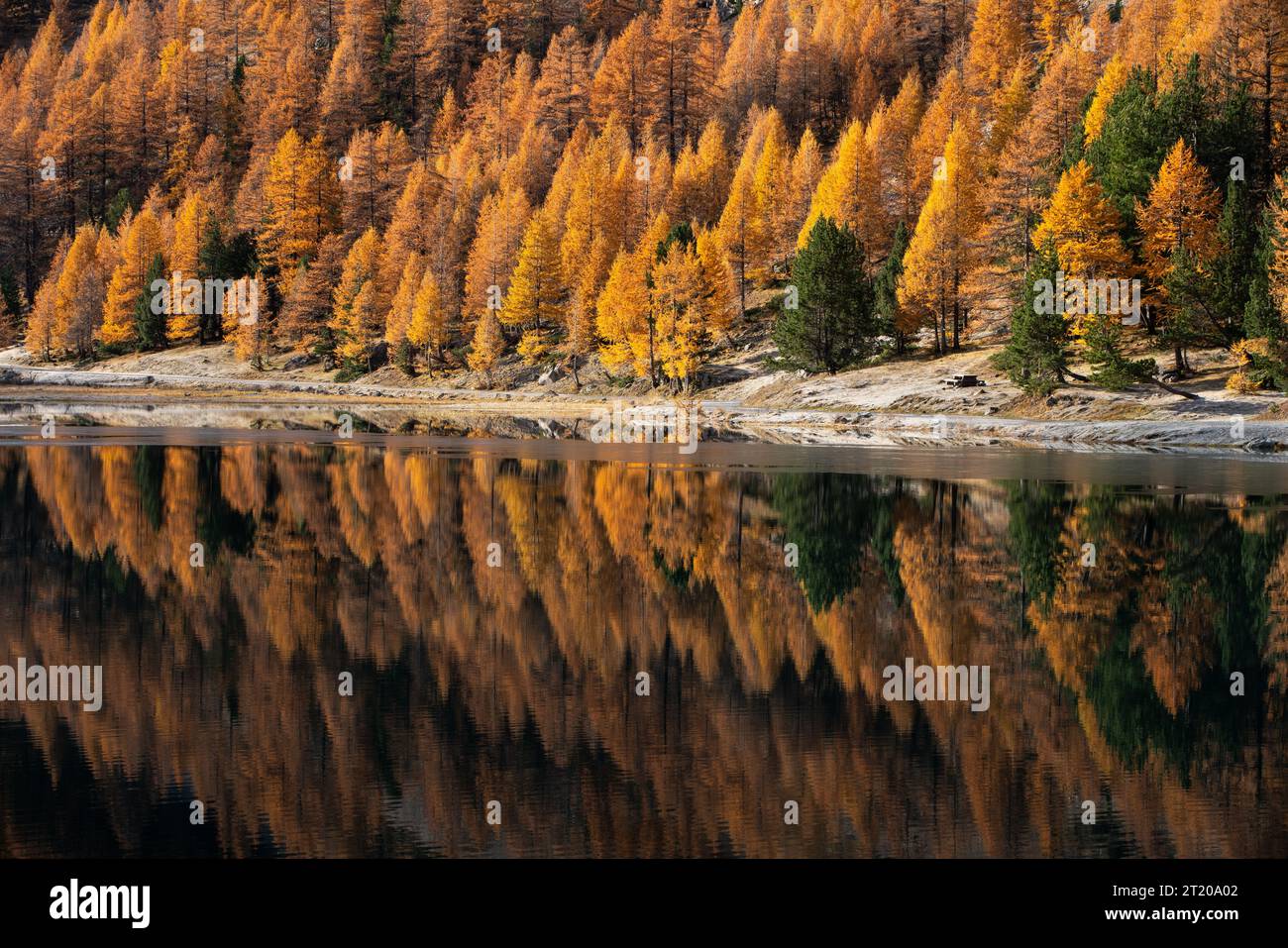 Orceyrette Lake in Autumn with water reflection of golden larch trees reflection. Briancon Region in the Hautes-Alpes (Alps). France Stock Photo