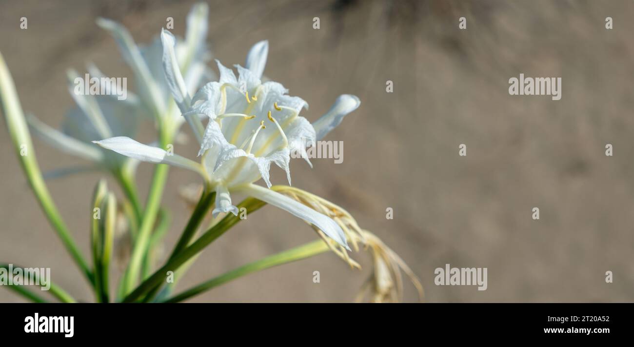 Sea Daffodil, Sand Lily Flower, white fresh blooming plant on blur sand background, copy space. Stock Photo
