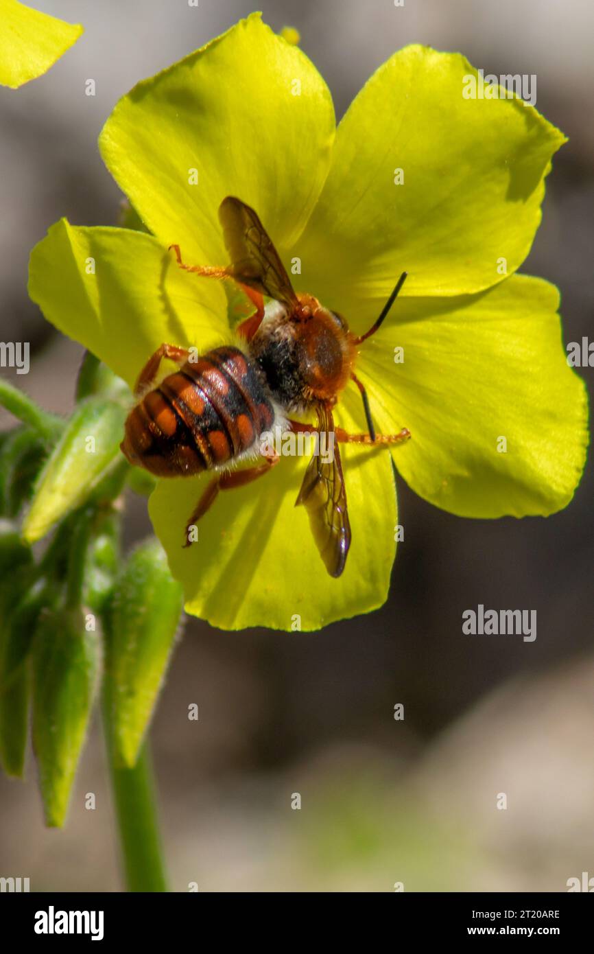 Rhodanthidium sticticum  Spotted Red-Resin Bee Stock Photo