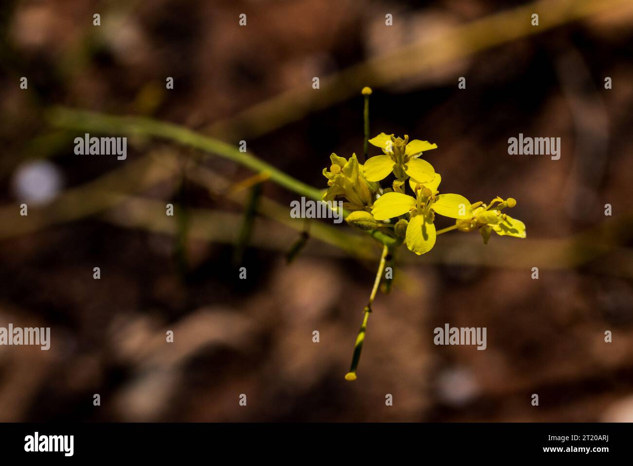 Diplotaxis harra, Yellow Wall Rocket Flower Stock Photo