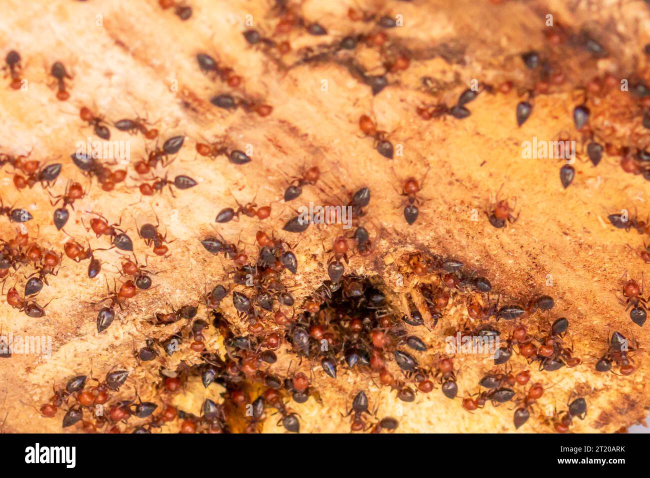 Crematogaster scutellaris, Mediterranean Acrobat Ants Burrowing into a Grapevine Trunk Stock Photo
