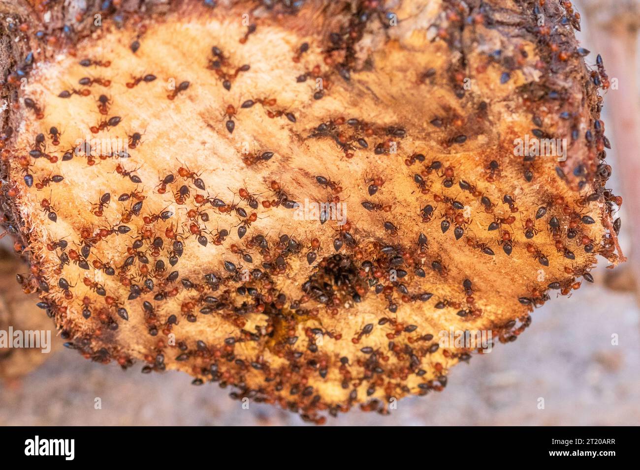 Crematogaster scutellaris, Mediterranean Acrobat Ants Burrowing into a Grapevine Trunk Stock Photo
