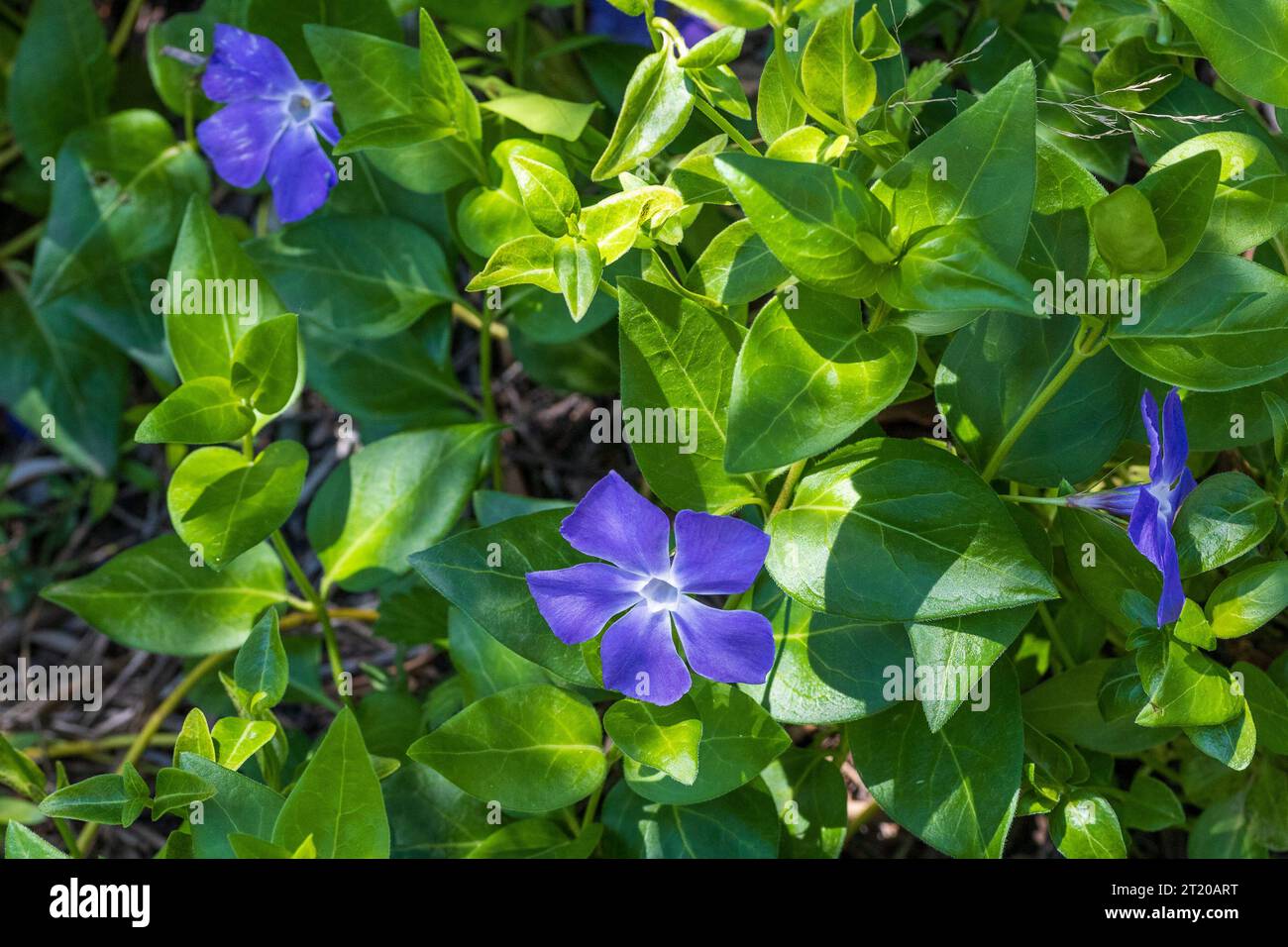 Vinca major, Greater Periwinkle Flower Stock Photo Alamy