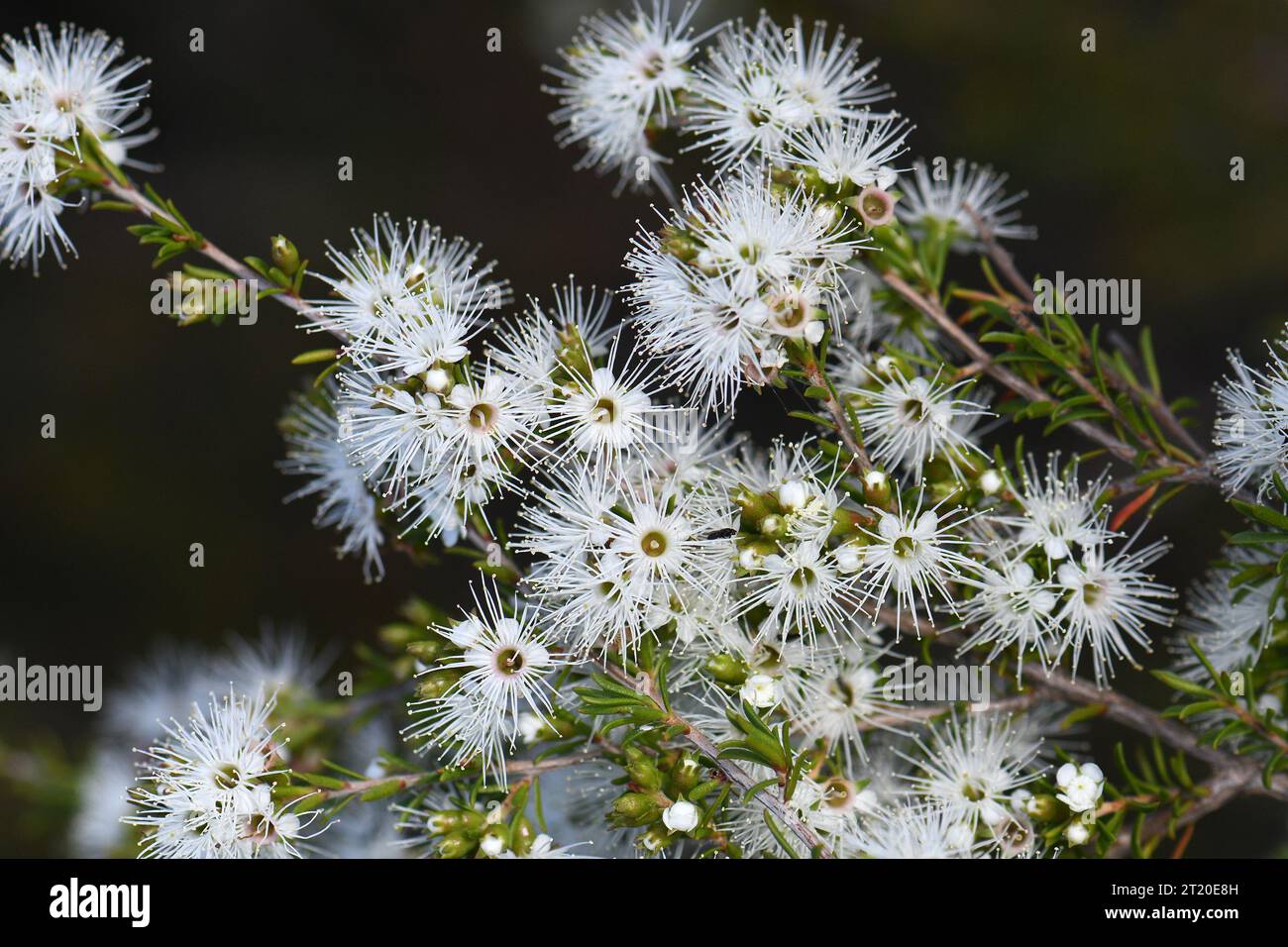 White honey-scented flowers of the Australian native tick bush, Kunzea ambigua, family Myrtaceae.Endemic to sandstone soils of south eastern Australia Stock Photo
