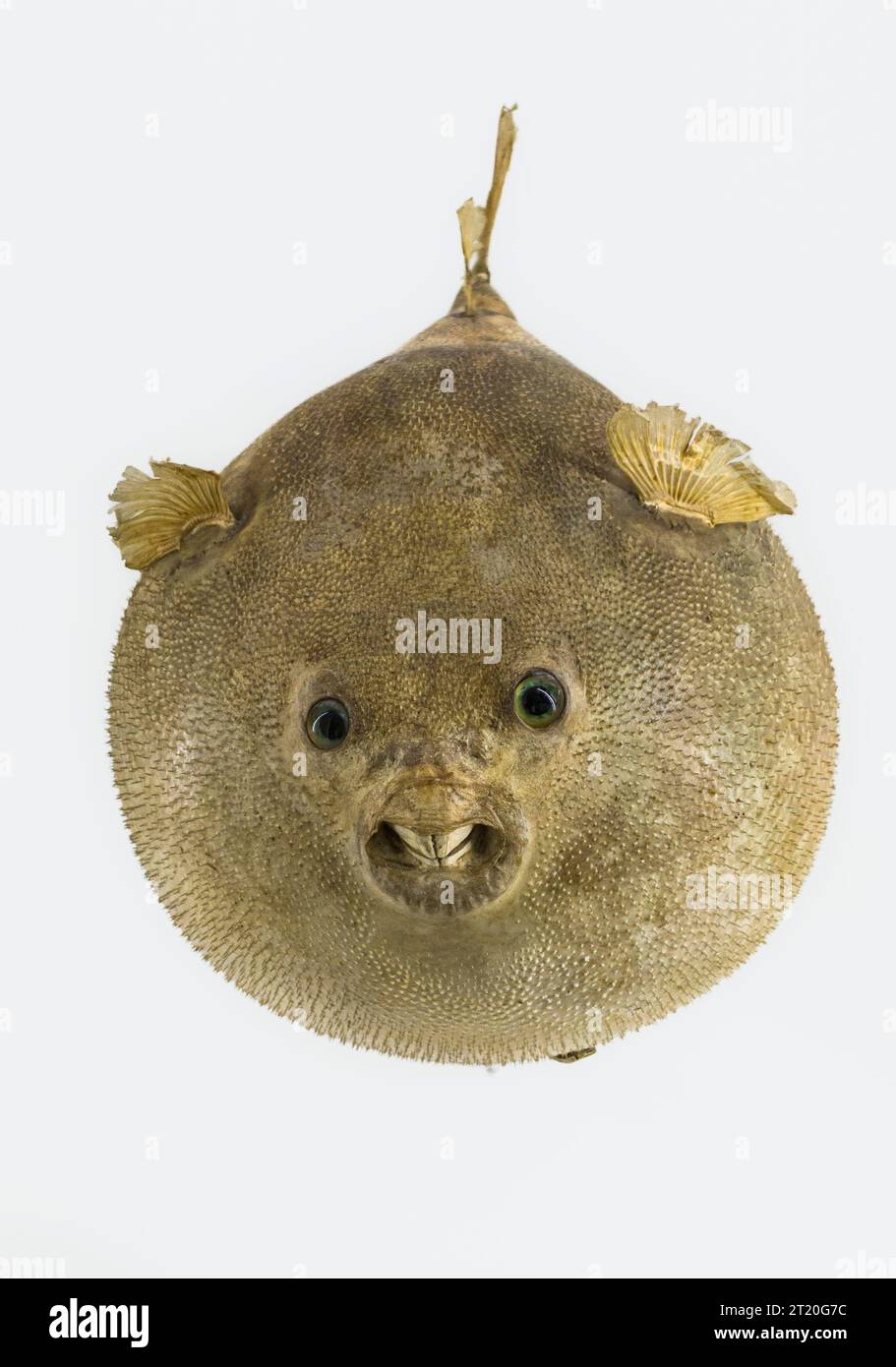An old specimen of Arothron hispidus, the white-spotted puffer fish, in the 18c Museum of Zoology and Natural History (La Specola), Florence, Italy Stock Photo