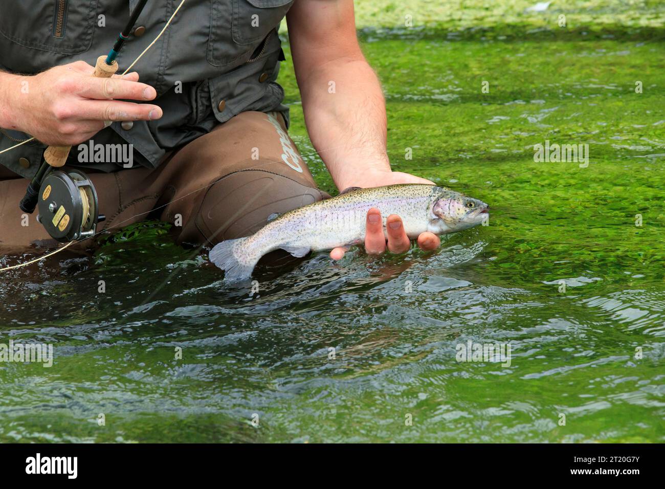 Trout fishing, fly fishing in a river. Fisherman, angler holding a