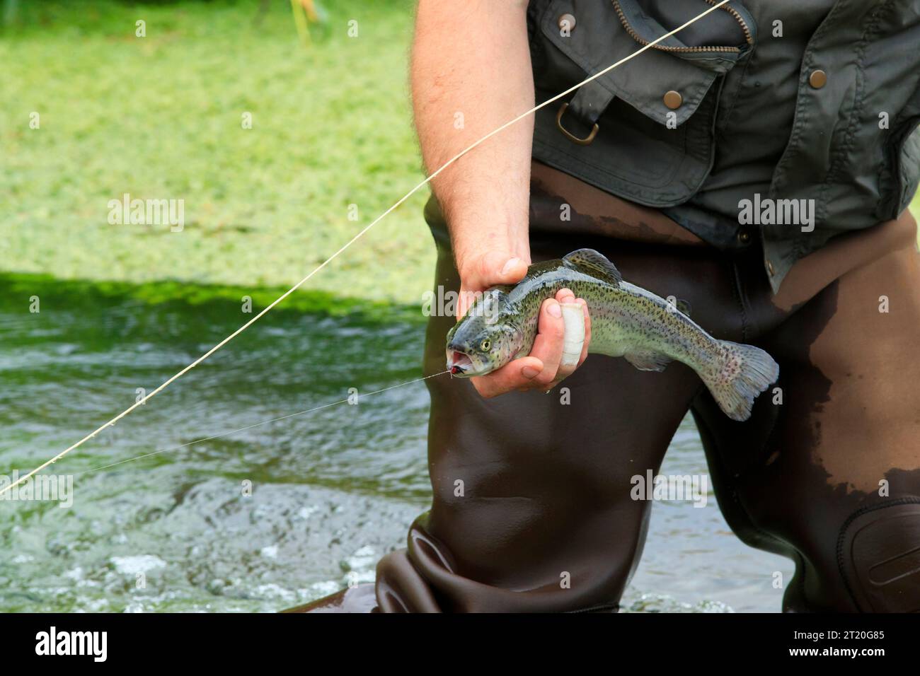 Trout fishing, fly fishing in a river. Fisherman, angler holding a