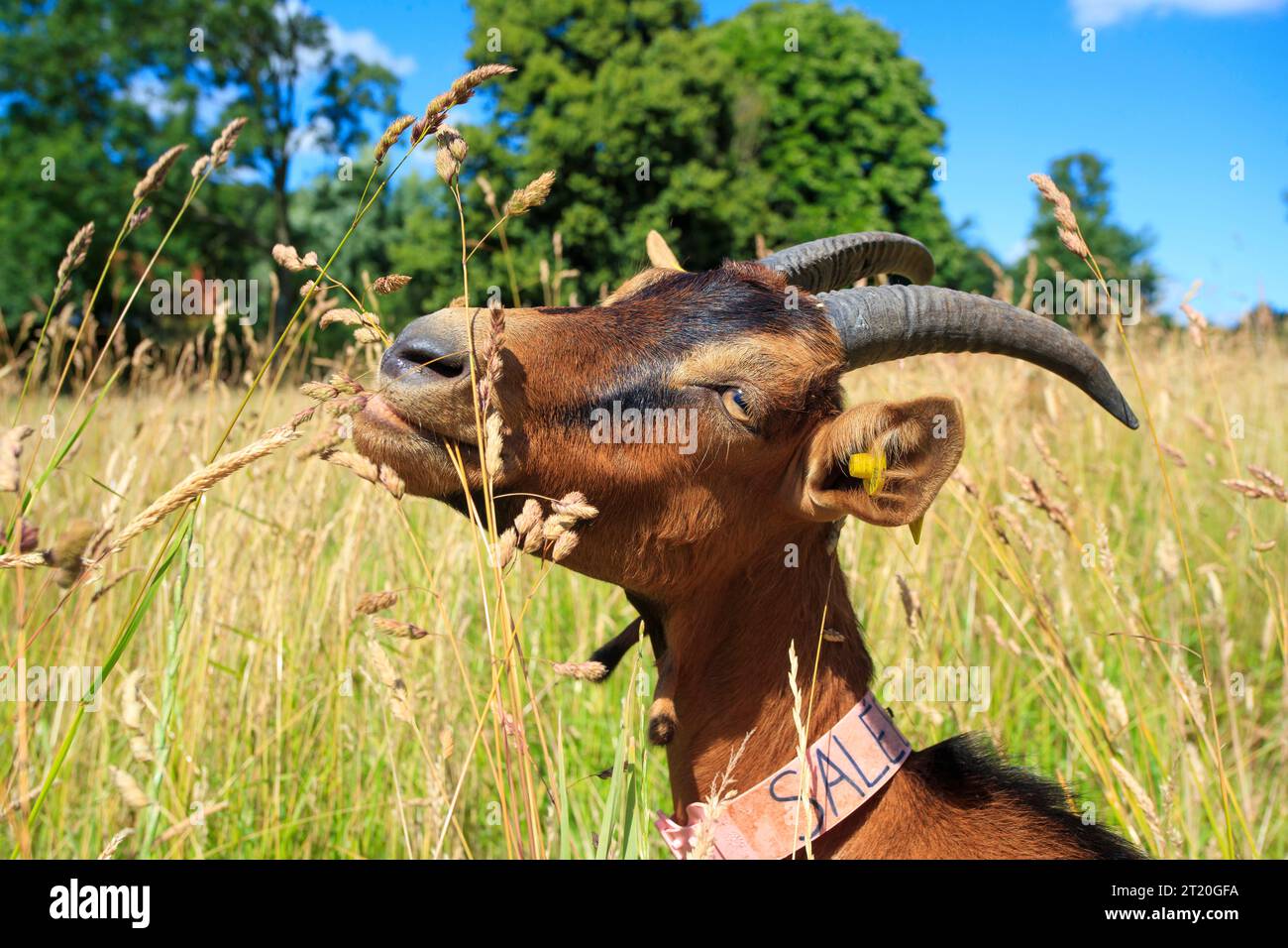 Goat farming at the goat farm La Planquette in Fressin (northern France ...